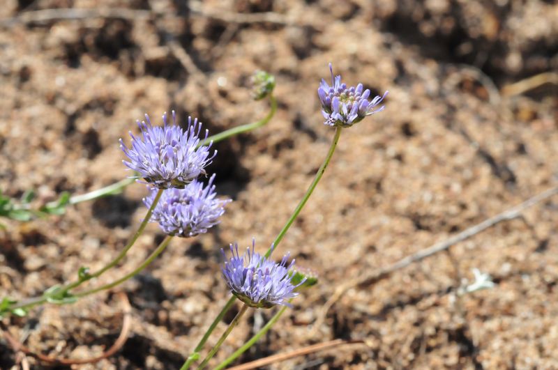 Jasione montana / Vedovella annuale